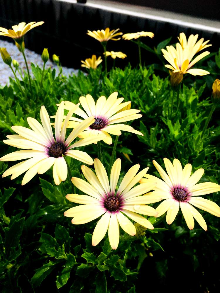 アフリカンデイジーの投稿画像 By つーちゃんさん オステオスペルマムと小さな庭と増やしたいとバランス悪いと花に詳しくなりたいと恥ずかしい庭とガーデニング初心者とたくさん咲かせたいと増やしたいとバランス悪いと花に詳しくなりたいと恥ずかしい庭とガーデニング