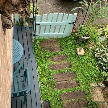 猫のいる庭の画像 by ニャンコガーデンさん | 小さな庭と我が家のニャンコと猫のいる庭と猫好きとネコ好きとお気に入りの場所と手作りの庭とネコと植物と小さな小さな庭