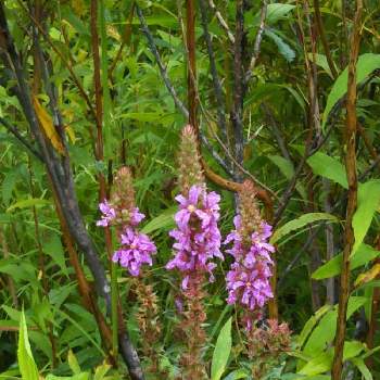 エゾミソハギの画像 by ジャージーさん | お出かけ先とエゾミソハギと野に咲く花と淡紫色と山野草と多年草と北海道