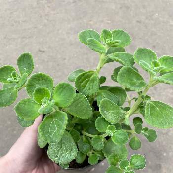 虫除けの投稿画像一覧 Greensnap グリーンスナップ