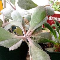カランコエ プミラの育て方 水やりの時期や日当たり加減は Greensnap グリーンスナップ カランコエ プミラの育て方 水やりの時期や日当たり加減は Greensnap グリーンスナップ