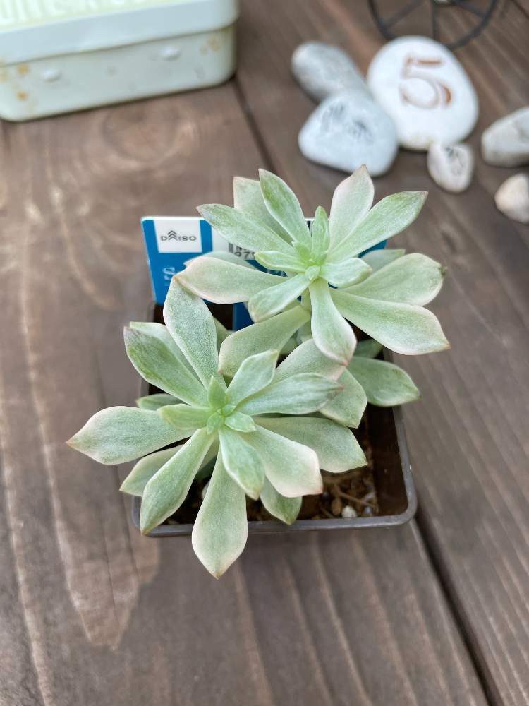 多肉植物の投稿画像 By こざさん ダイソー多肉と100均多肉と小さな庭 と多肉女子とタニラーと多肉植物 多肉の有るくらし 21 月8月25日 Greensnap グリーンスナップ