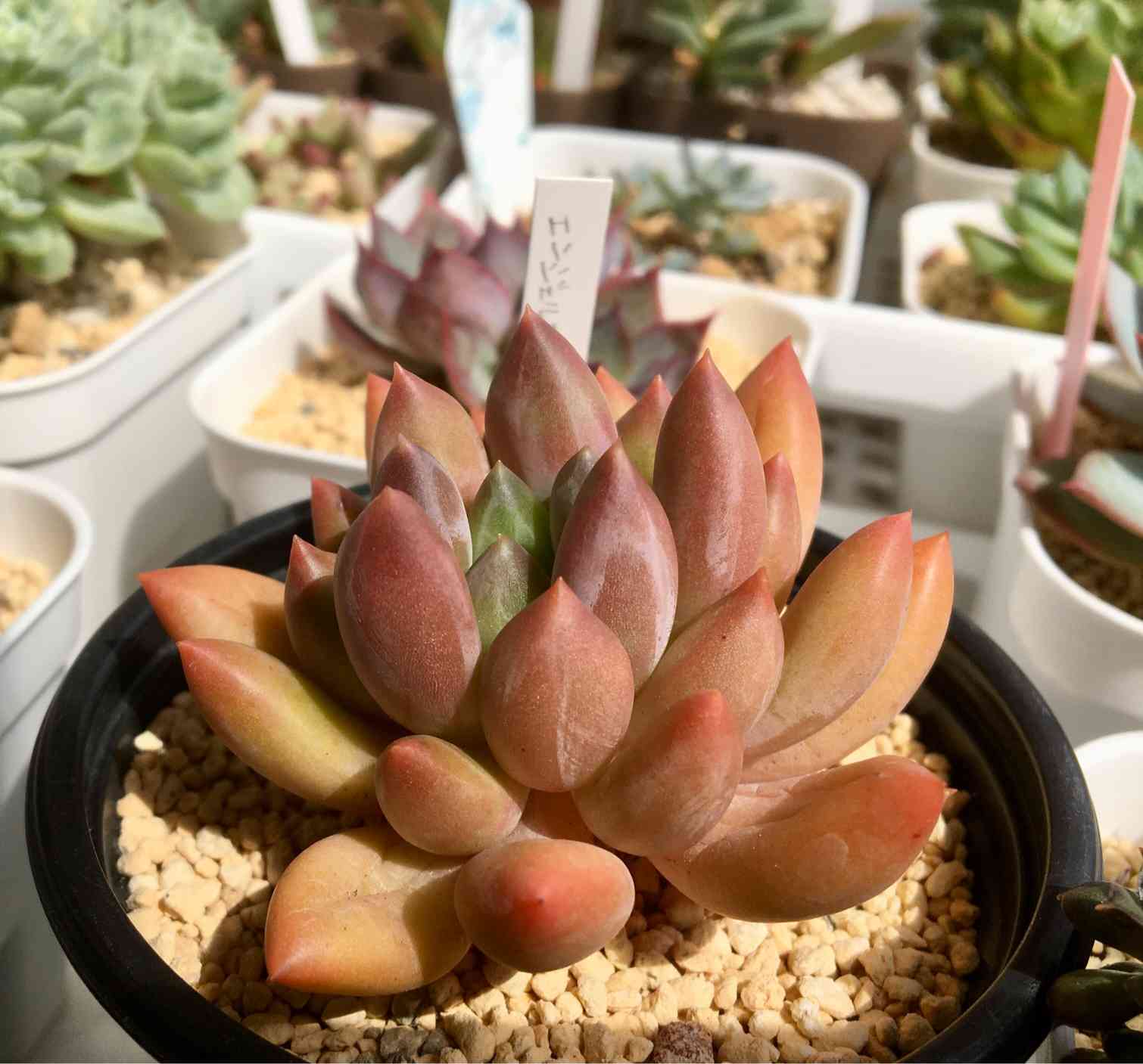 エンジェルフィンガーレッド エンジェルスフィンガーレッドの一覧｜🍀GreenSnap（グリーンスナップ）