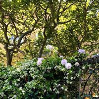 テイカカズラの育て方 植え付け時期は 毒を持っている Greensnap グリーンスナップ