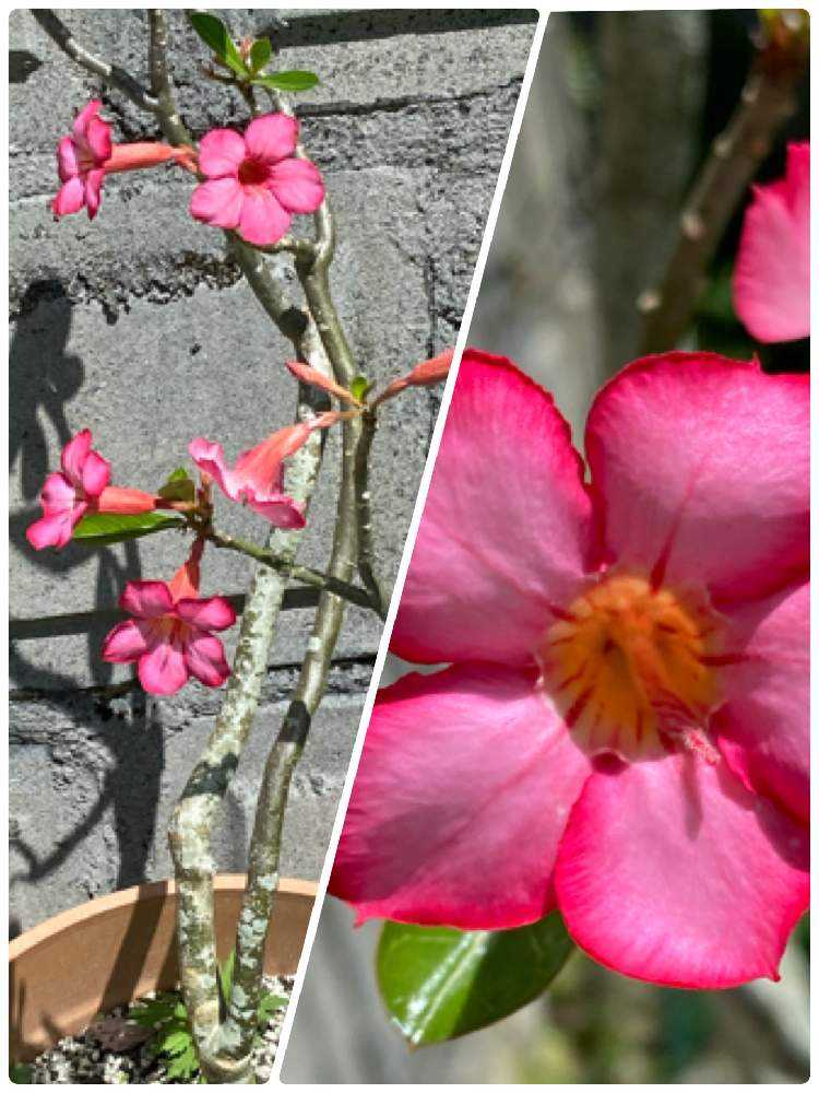 実生8年目】アデニウム・アラビカム〜砂漠の薔薇〜 【公式通販】