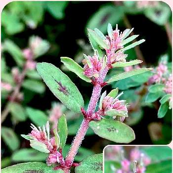 帰化植物の投稿画像一覧 Greensnap グリーンスナップ