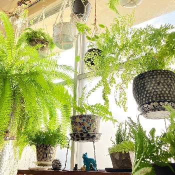 スコッチモスの投稿画像一覧 Greensnap グリーンスナップ