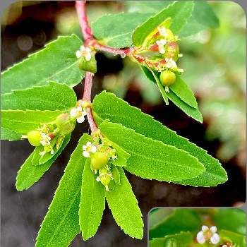 帰化植物の投稿画像一覧 Greensnap グリーンスナップ