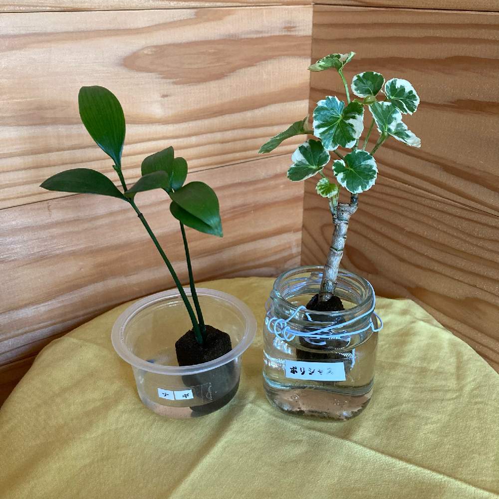 ポリシャスの投稿画像 By さこさん ナギとハイドロカルチャーとhcいないと三浦園芸 21月8月25日 Greensnap グリーンスナップ