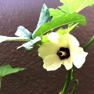 オクラの花,種まきっ子,野菜の花,夏野菜,ベランダ菜園の画像