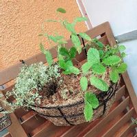 レモンタイムの育て方 日当たり加減や種まきの時期は Greensnap グリーンスナップ レモンタイムの育て方 日当たり加減や種まきの時期は Greensnap グリーンスナップ