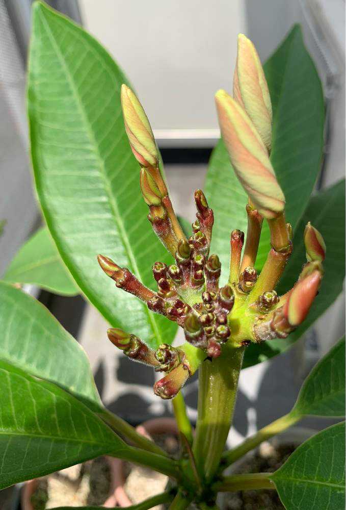 プルメリア (花芽からお花がおわるまで)｜?GreenSnap（グリーンスナップ）