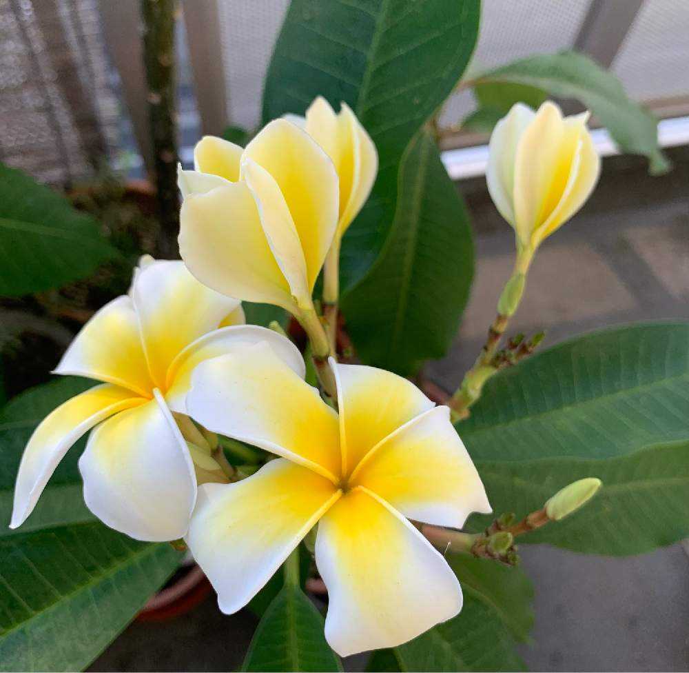 プルメリア 花芽からお花がおわるまで Greensnap グリーンスナップ