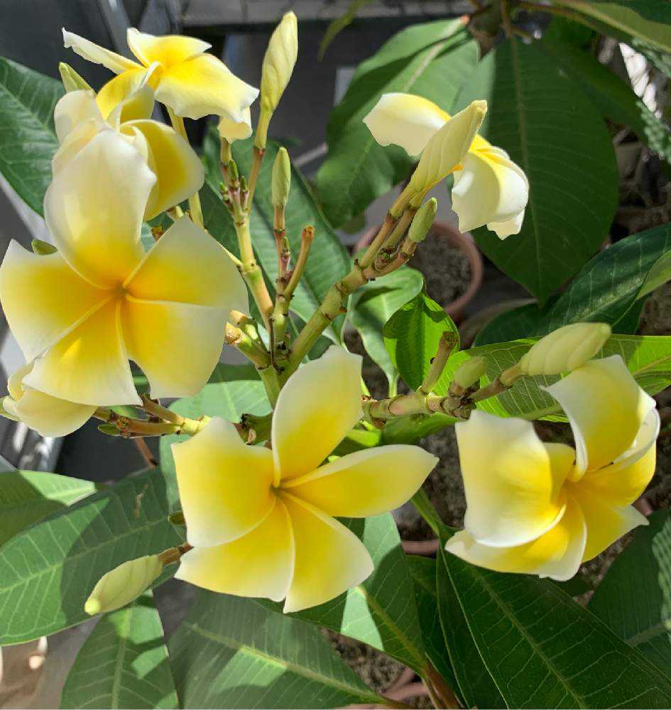 プルメリア 花咲き通し鉢植え - その他