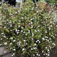 ブライダルベールの育て方 植え替え方法や 冬の管理方法は Greensnap グリーンスナップ ブライダルベールの育て方 植え替え方法や 冬の管理方法は Greensnap グリーンスナップ