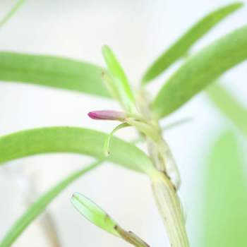 セッコクの投稿画像一覧 Greensnap グリーンスナップ