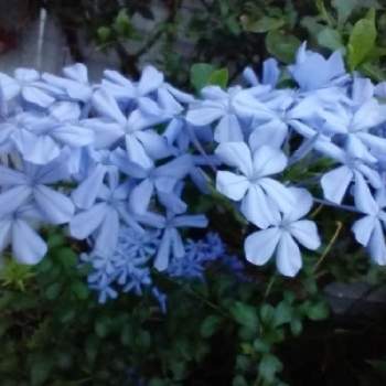 ルリマツリ♡の画像 by hiroさん | 医療関係者に感謝とJuneの会とルリマツリ♡とコロナに負けるな‼️と水曜日は水色と青い花が好き