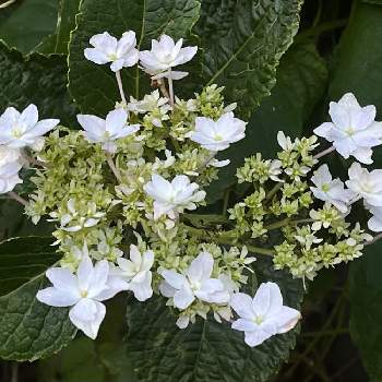 紫陽花 墨田の花火の投稿画像一覧 Greensnap グリーンスナップ