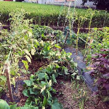 さつまいも栽培の投稿画像一覧 Greensnap グリーンスナップ