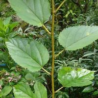 桑 マルベリー の木の育て方 剪定方法や収穫の時期は Greensnap グリーンスナップ