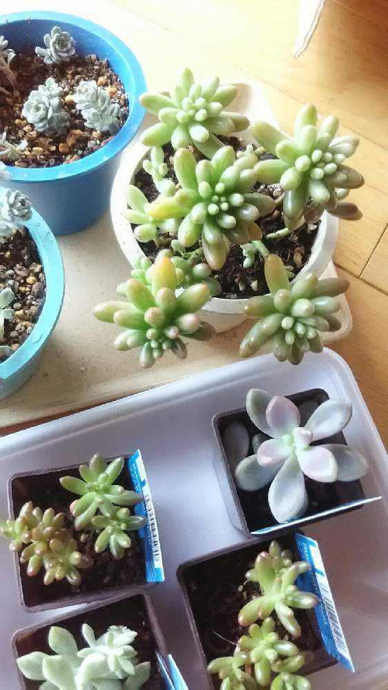 オーロラ 其の一｜🍀GreenSnap（グリーンスナップ）