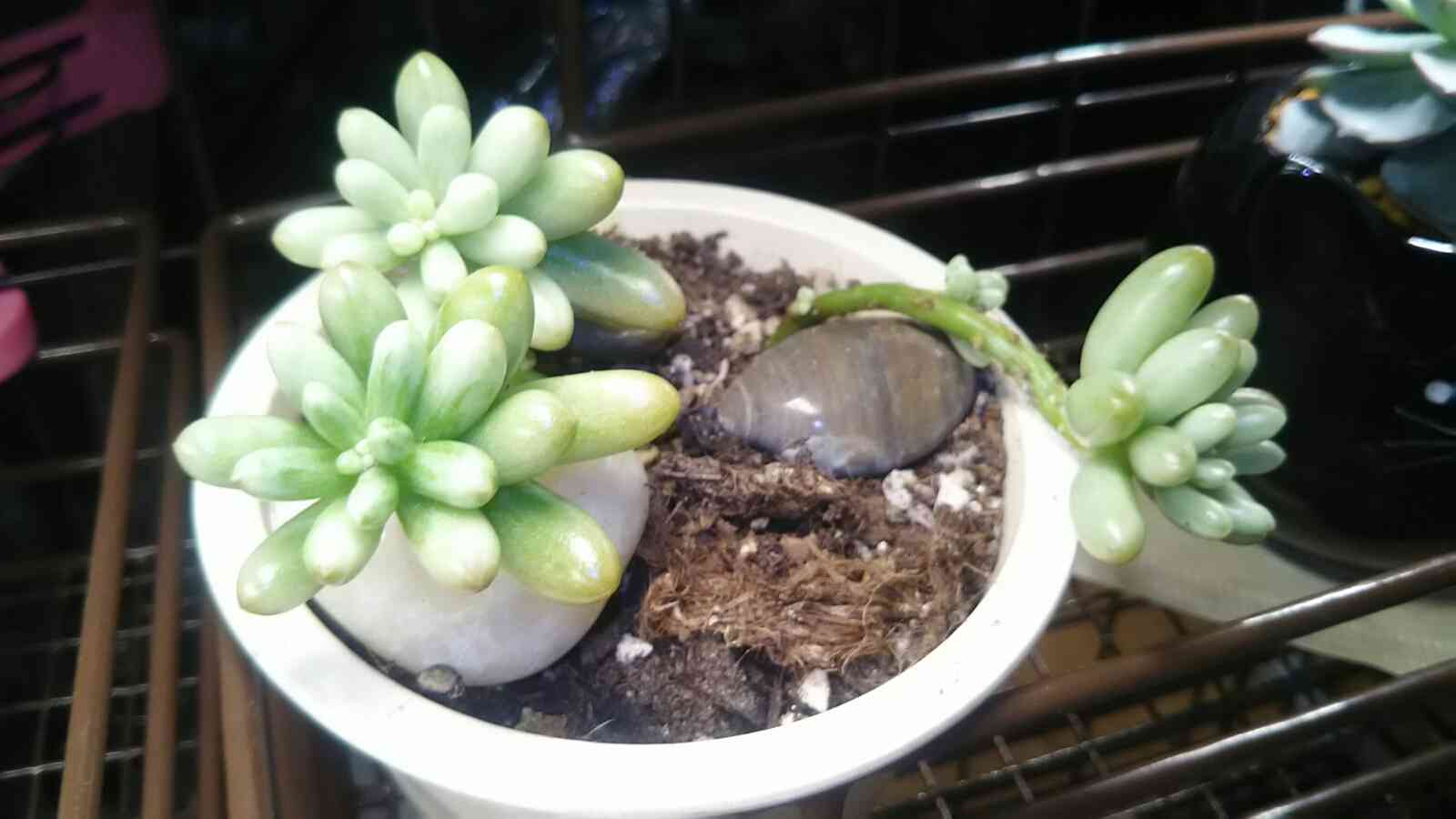 オーロラ 其の一｜🍀GreenSnap（グリーンスナップ）