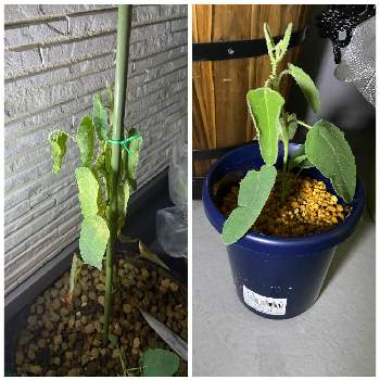 ユーカリ レモンユーカリの投稿画像一覧 Greensnap グリーンスナップ