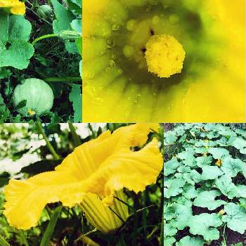 季節の野菜を楽しむの画像 by 花土葉さん | 小さな庭といつも笑顔で〜〜♡と花より野菜と季節の野菜を楽しむと大好き♥️と黄色の花と元気とカボチャ♡