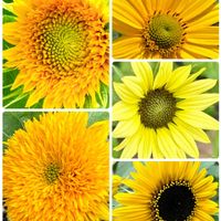 ひまわり,大好き,黄色い花,いつもありがとう♡,癒し…♡の画像