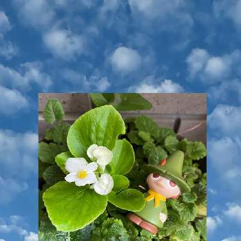 スナフキンの画像 by mimimiさん | 小さな庭と小さな奇跡といつもありがとう♡とおうち園芸とカワイイ♡といつも心に太陽をとがんばれニッポン！とパラリンピックがんばれ！と白い花とスナフキン