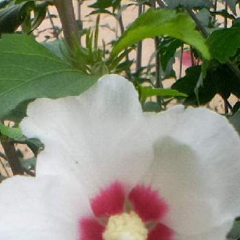 白のお花の画像 by ヒロンさん | あっ木曜日と木曜日の朝と木槿の花と木に咲く花の名前とムクゲの花と白のお花と白いムクゲ♡と木に咲く花と白い花とお出かけ先といっても近所と白いお花♡と木になる花とお出掛け先