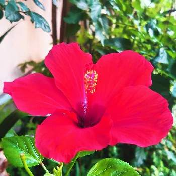 きょうのハイビスカスの画像 by シェリーさん | エクステリアとハイビスカスと元気いっぱいとキラキラと輝いてますと素敵な１日ときょうのハイビスカスとキラキラ✨と赤い花❤とハイビスカス♡と❇キラキラ輝いて❇と元気！とハイビスカス-2021と元気もらえると ハイビスカスといつも心に太陽をとハイビスカス咲きましたと赤い花とハイビスカスの花とハイビスカス・アリオン♪とげんき！とあかと今日のハイビスカス