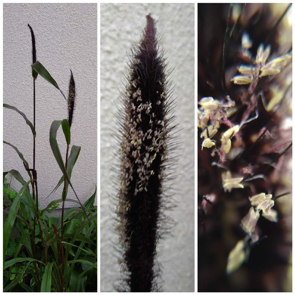 ペニセツム グラウクム パープルマジェスティの投稿画像 By リナリアさん マイガーデンと夏のお花と種まきから育てる と今日の一枚とちっちゃいものクラブと鉢植えと花いろいろとミレット パープル マジェスティと銅葉と銅葉が好きとクリーム色と木曜モフモフと小さな庭