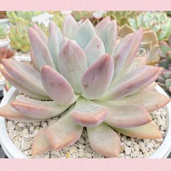 オパリナ の投稿画像一覧 Greensnap グリーンスナップ