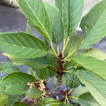 葉桜の投稿画像一覧 Greensnap グリーンスナップ