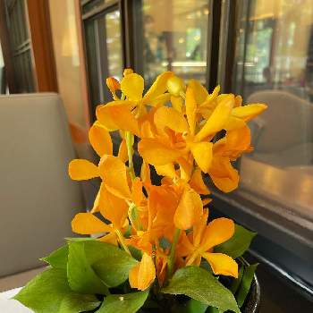 オレンジ色の蘭の投稿画像一覧 Greensnap グリーンスナップ