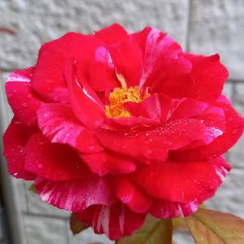 バラ センチメンタルの投稿画像一覧 Greensnap グリーンスナップ