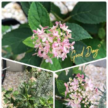 ピンクアナベルの投稿画像一覧 Greensnap グリーンスナップ