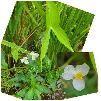 オモダカ科の投稿画像一覧 Greensnap グリーンスナップ