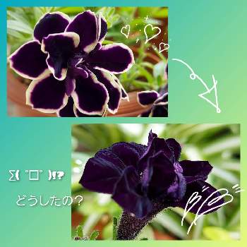 ペチュニア黒真珠の画像 by IKUMAMAさん | 小さな庭とどうした？と庭の鉢植えとおうち園芸と変身✨とペチュニア黒真珠