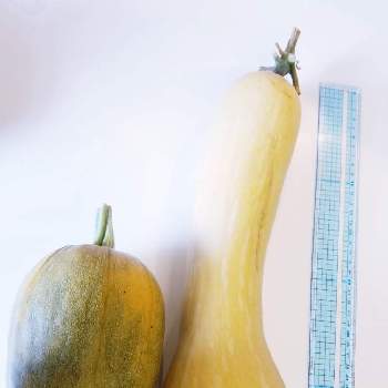 そうめんカボチャの投稿画像一覧 Greensnap グリーンスナップ