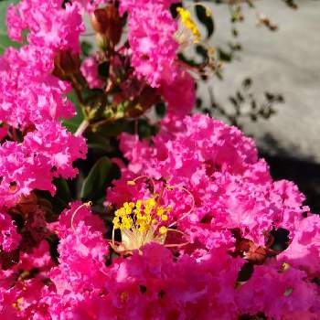  サルスベリの画像 by midorigonzさん | 花いろいろとウォーキング中と サルスベリ