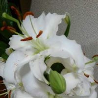 カサブランカの育て方 球根の植え方は 大きな花を咲かせるコツは Greensnap グリーンスナップ カサブランカの育て方 球根の植え方は 大きな花を咲かせるコツは Greensnap グリーンスナップ