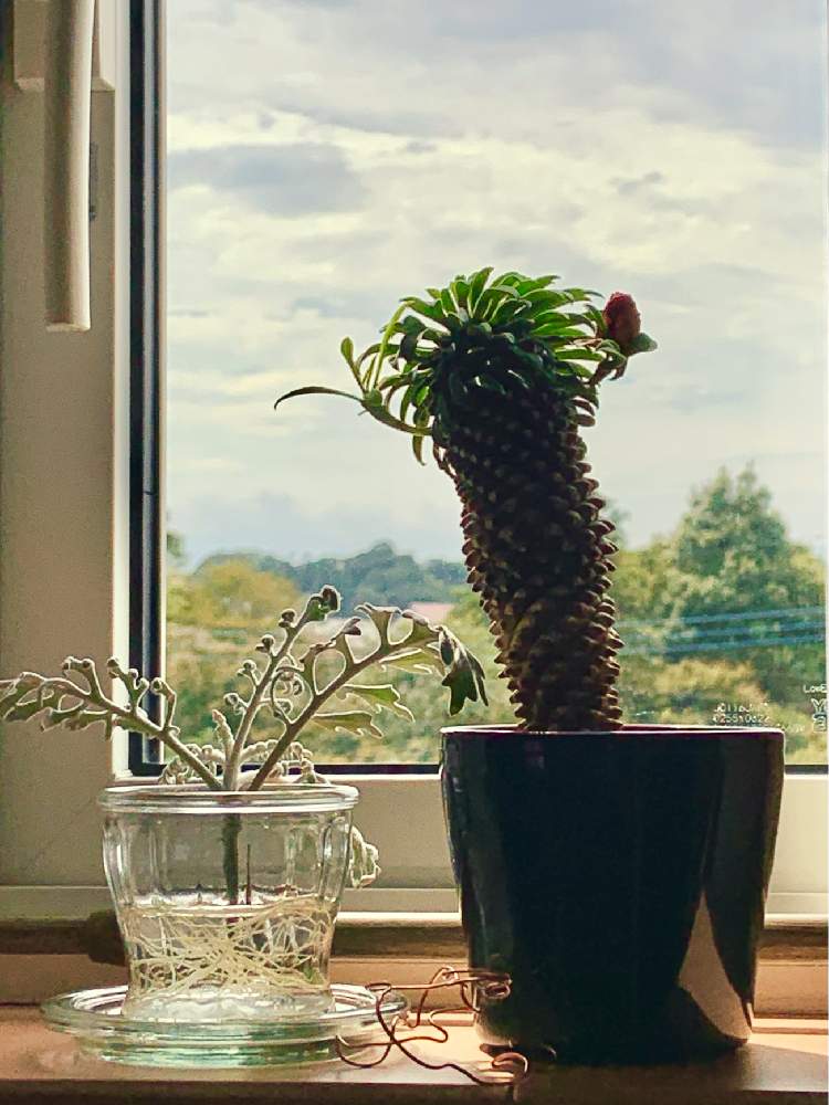 窓辺の画像 by ハルさん | 窓辺とソテツキリンと多肉植物と何気ない日常と昼下がりの午後