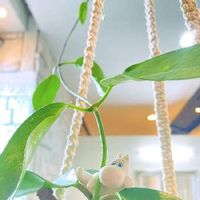 マダガスカルジャスミンの育て方 植える時期や剪定方法は Greensnap グリーンスナップ マダガスカルジャスミンの育て方 植える時期や剪定方法は Greensnap グリーンスナップ