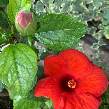 ハイビスカス アドニスレッドの投稿画像一覧 Greensnap グリーンスナップ