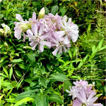 帰化植物の投稿画像一覧 Greensnap グリーンスナップ