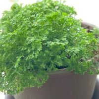 セラギネラの育て方 水やりや日当たりの加減は Greensnap グリーンスナップ セラギネラの育て方 水やりや日当たりの加減は Greensnap グリーンスナップ