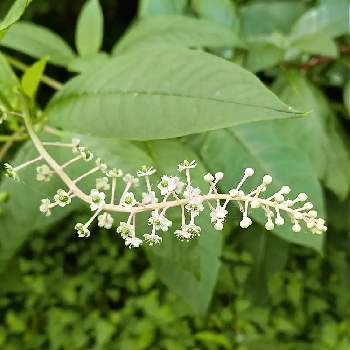 帰化植物の投稿画像一覧 Greensnap グリーンスナップ