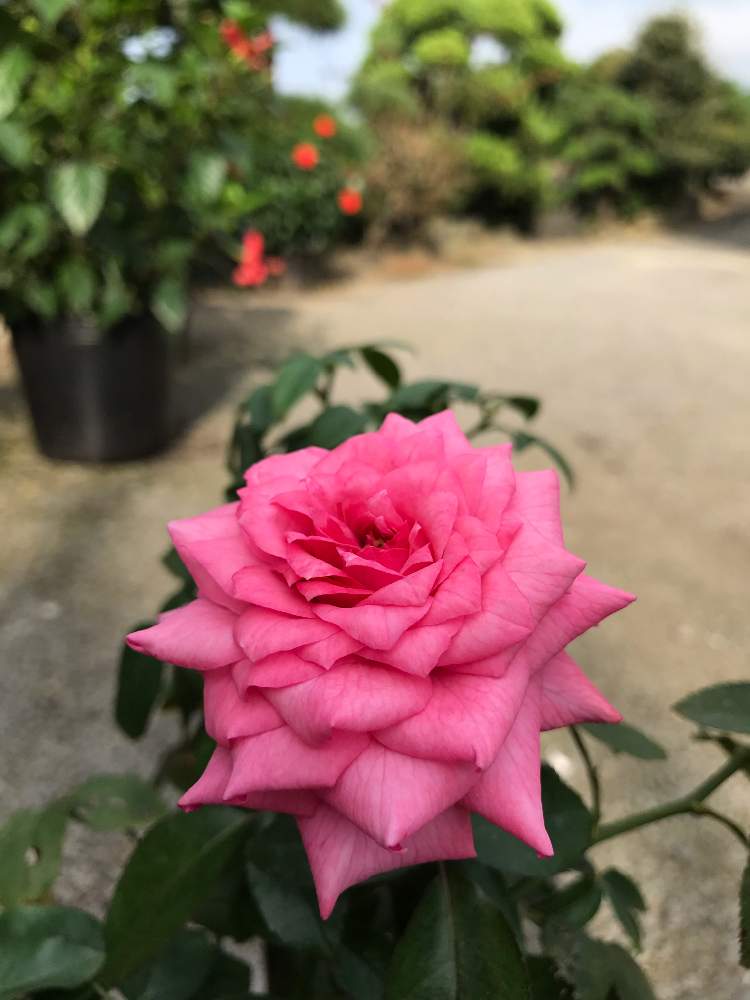 の画像 by とんとんさん | 薔薇と今日の景色と自宅の庭